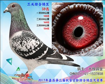 59 大放鸽舍桑杰士X速霸龙参考雄