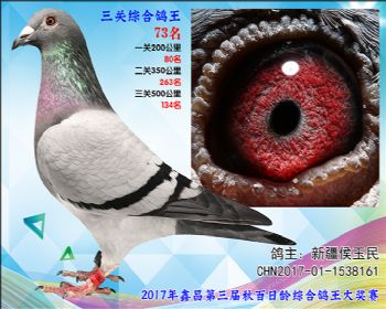 73 新疆强豪选送参考雌