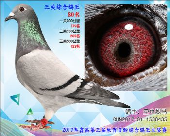 80 空中烈马参考雌