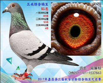 85 威廉杨参考雌