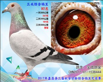 92 宝成鸽舍胡本惠翔17名孙女雌