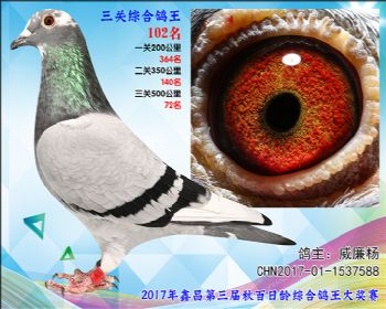 102 威廉杨参考雌