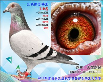 119 大放鸽舍桑杰士X速霸龙参考雄