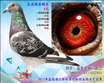 4 蓝色王朝闫国卫参考雄