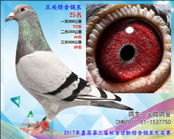 25 76 宝成鸽舍胡本参考雌