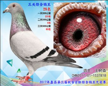 28 50 王树森波西瓦X东方不败血系参考雌
