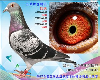 30 蓝色王朝闫国卫参考雄