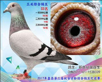 33 新世纪张连生参考雄