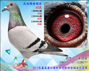 42 志军鸽舍宝马优德快客188家族血系雌
