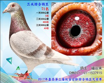71 福运来参考雄