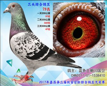 79 蓝色王朝闫国卫参考雌