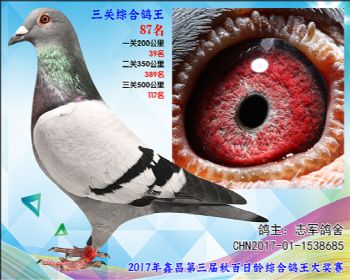 87 志军鸽舍 宝马优德快客188家族血系参考雄