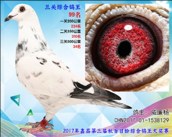 99 威廉杨参考雄