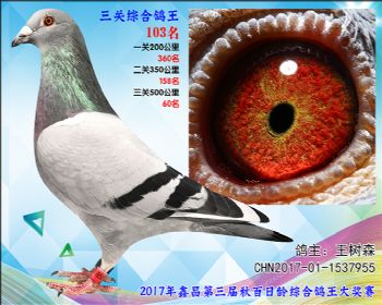 103 王树森波西瓦X东方不败血系参考雄