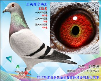 135 赵立波戈马利x 万侯参考雌
