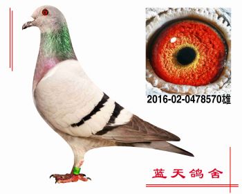 “奶酪小子” 2016020478570 雄