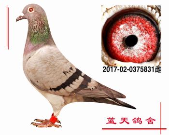 詹森老白眼 2017020375831 雌