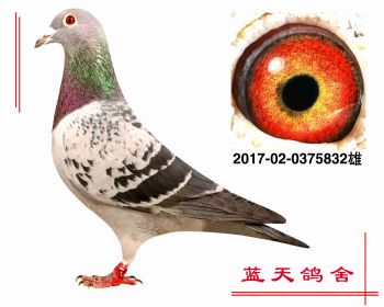 贺伯特原棚 2017020375832 雄