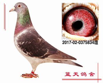 “奶酪小子”血系 2017020375834 雄