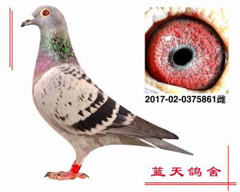 贺伯特原棚 2017020375861 雌