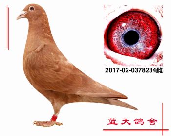 幕利门回血 2017020378234 雌