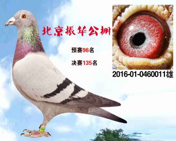 北京振华公棚决赛135名 2016010460011雄