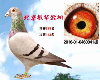 北京振华公棚决赛143名 2016010460041 雄