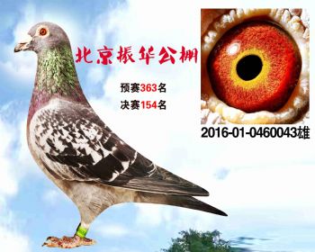 北京振华公棚决赛154名 2016010460043 雄