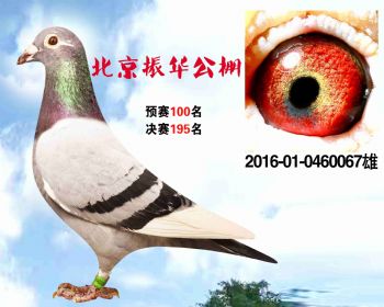 北京振华公棚决赛195名 2016010460067 雄