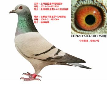 信鸽在线拍卖平台 - 中国信鸽信息网