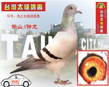 势山X神龙,海上太極鸽园特级种鸽 雌