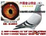 中国金山鸽业 - 中信网铭鸽展厅 www.ag188.com