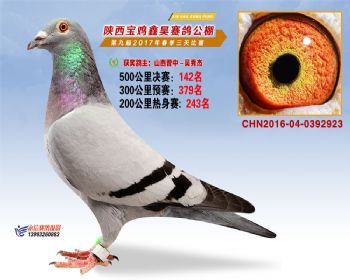 陕西宝鸡鑫昊公棚2017年第九届决赛:第142名
