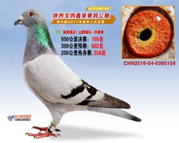 陕西宝鸡鑫昊公棚2017年第九届决赛:第155名