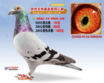 陕西宝鸡鑫昊公棚2017年第九届决赛:第164名