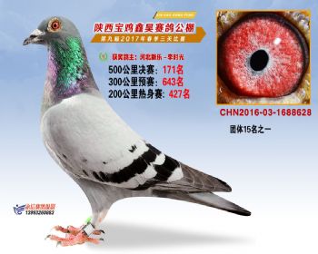 陕西宝鸡鑫昊公棚2017年第九届决赛:第171名