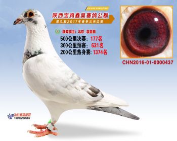 陕西宝鸡鑫昊公棚2017年第九届决赛:第177名