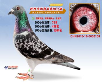 陕西宝鸡鑫昊公棚2017年第九届决赛:第76名