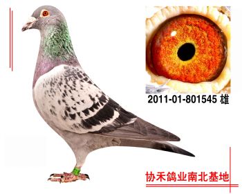 彼得.曼德斯,詹森201101801545 雄
