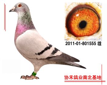 彼得.曼德斯 詹森201101801555 雄