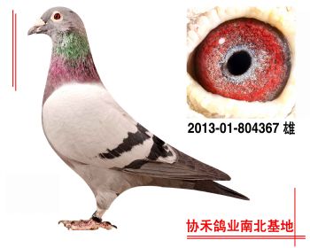 埃里克.林伯格“鹰眼”201301804367 雄