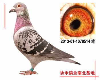 彼得.曼德斯,詹森2013011078514 雄