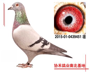 胡本2015010439451 雄