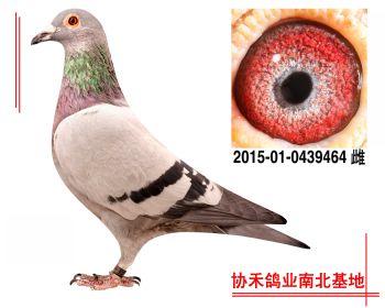 胡本2015010439464 雌