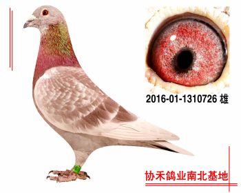 惠翔公棚39名平辈2016011310726 雄