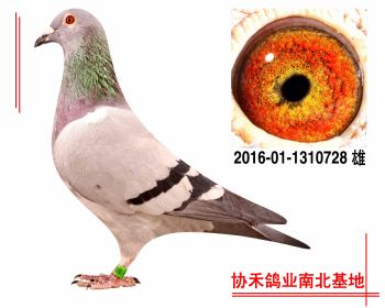 胡本2016011310728 雄