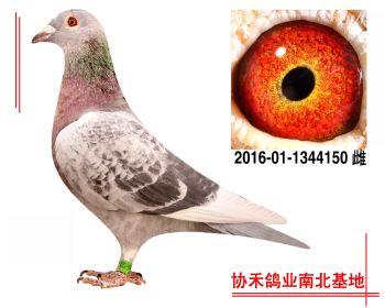 迪克.凡戴克2016011344150 雌