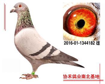 胡本2016011344182 雄
