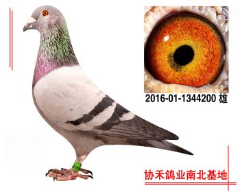 奶酪小子2016011344200 雄