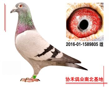 奶酪小子2016011589805 雄